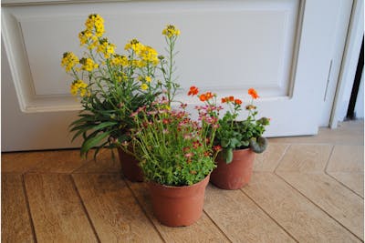 Ensemble de 3 plantes de printemps (cultivées en Île de France) product image