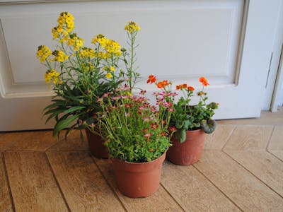 Ensemble de 3 plantes de printemps (cultivées en Île de France) product image