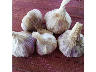 Ail violet product image